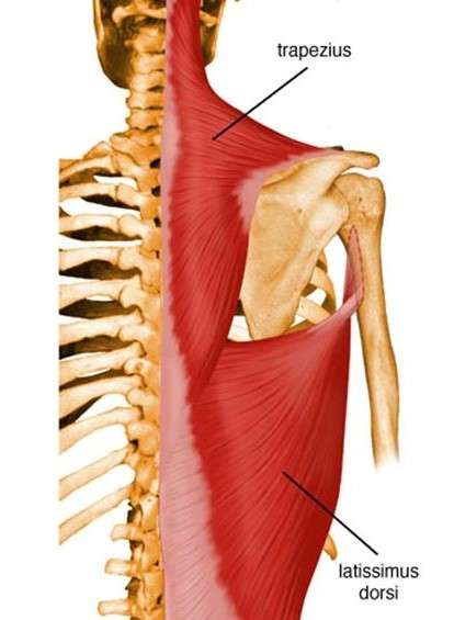 latissimus Dorsi